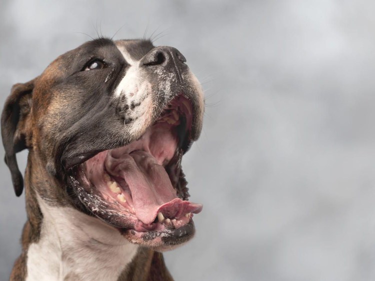 Собака с открытым ртом