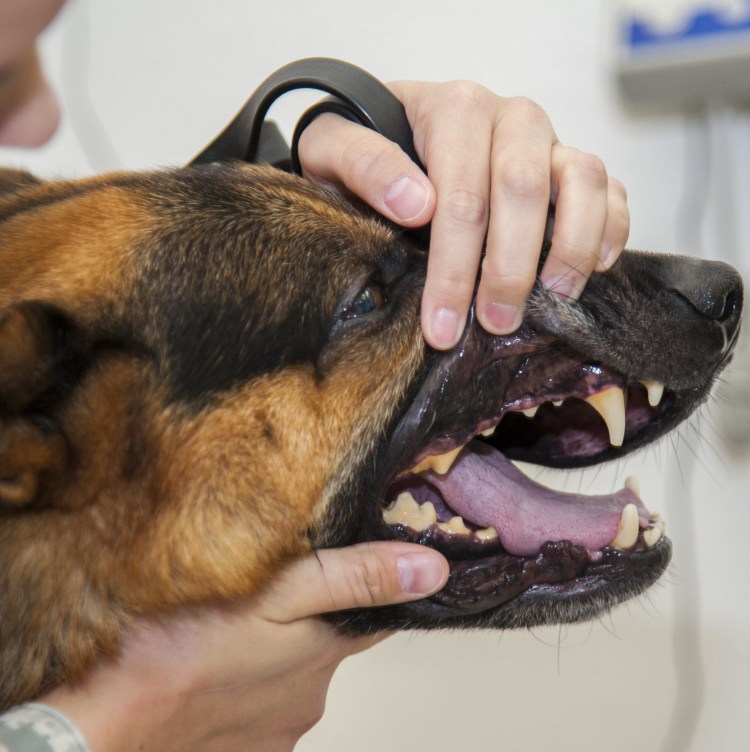 Немецкая овчарка оскал