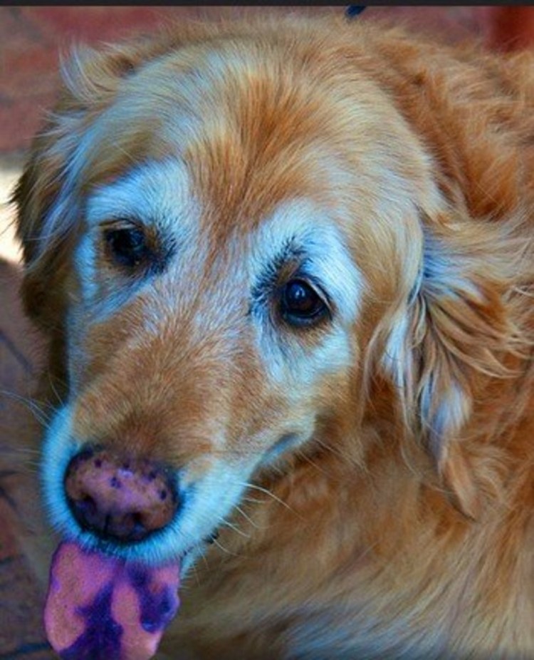 Пластика мягкого неба у собак