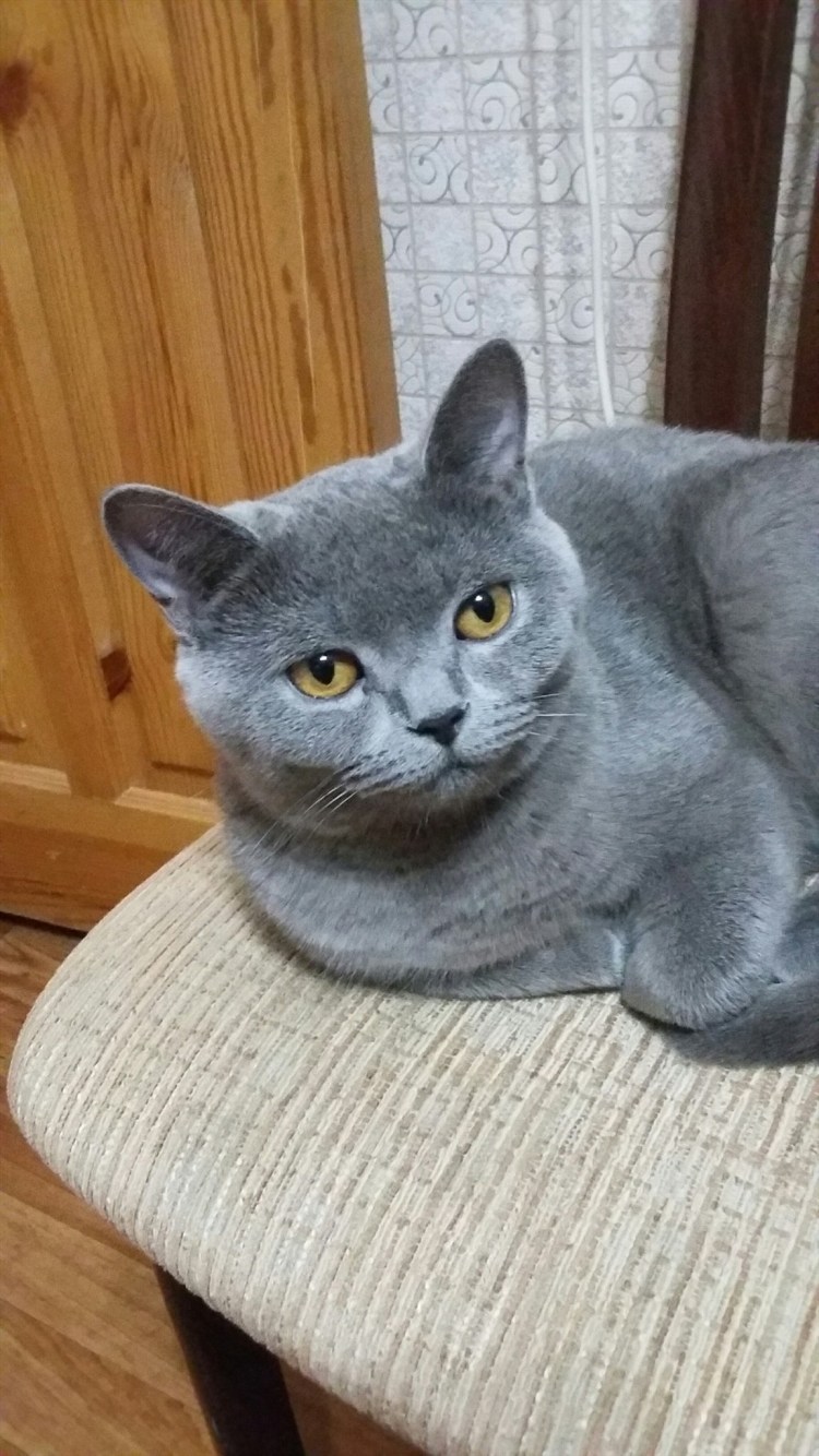 Кошка серая