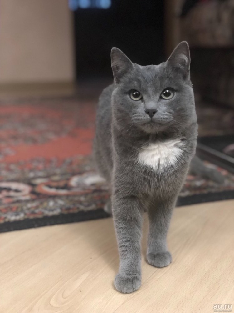 Британская пепельная кошка