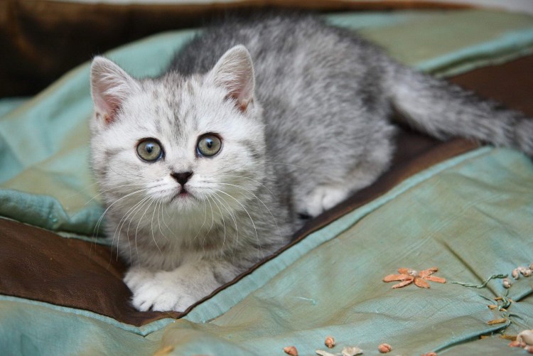 Кошка Британская гладкошёрстная серая