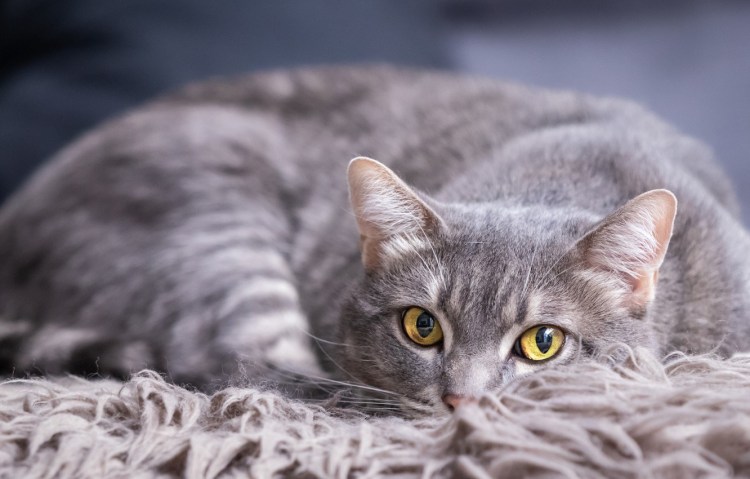 Серый кот с желтыми глазами