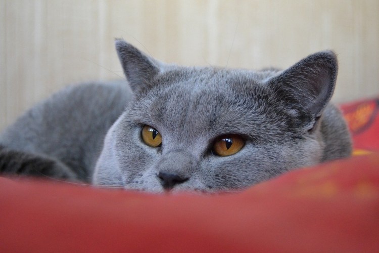 Персидская голубая шиншилла кошка