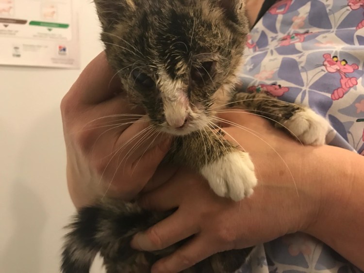 Наросты на подушечках у кошки