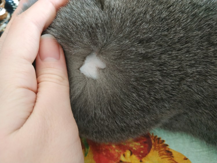 Лишай у кошки на подбородке