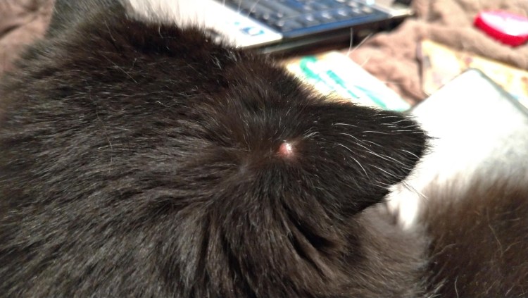 Кожный Рог у кота на подушечке