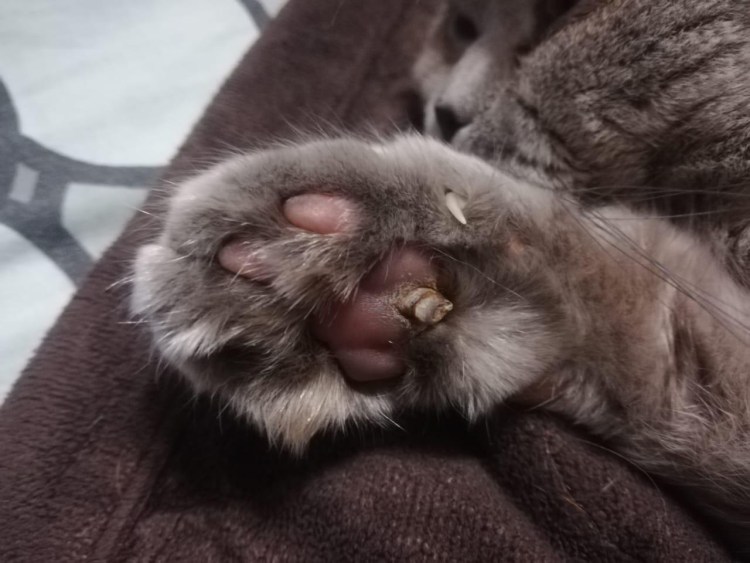 Болячка на носуму кошки