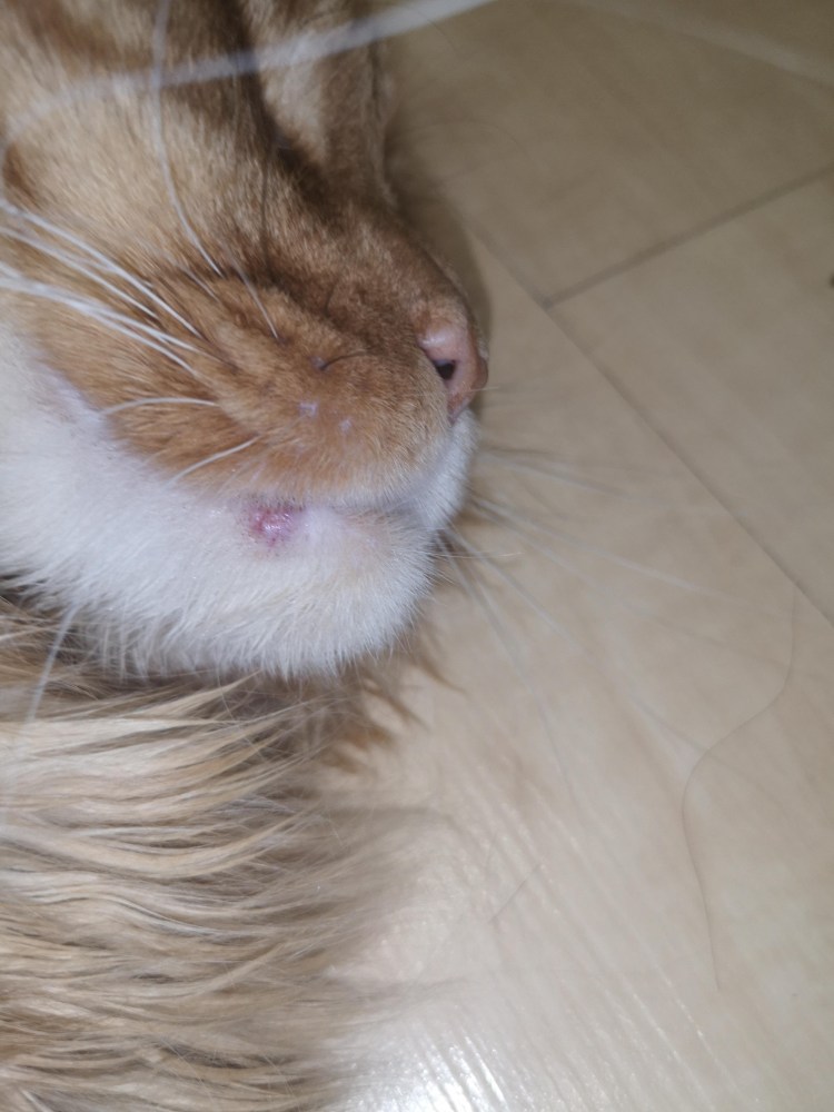 Лапка котика подушечки