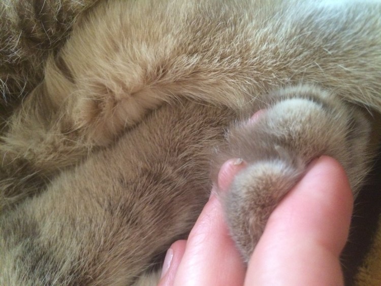 Черная шишка на коже у кота