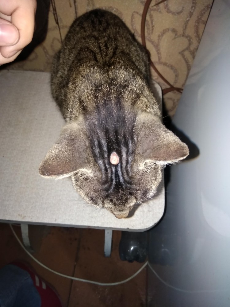 Лишай кошачий на голове