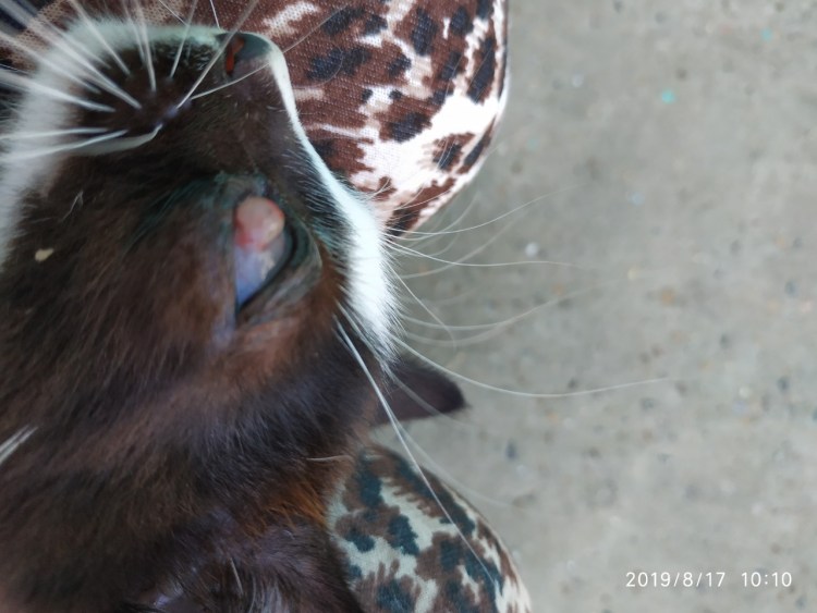 Опухоль над глазом у кота