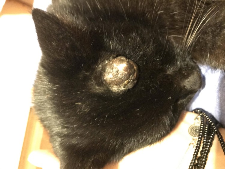 Наросты на подушечках у котов