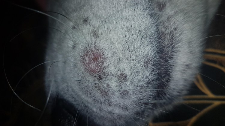 Опухоль слюнной железы у кошки