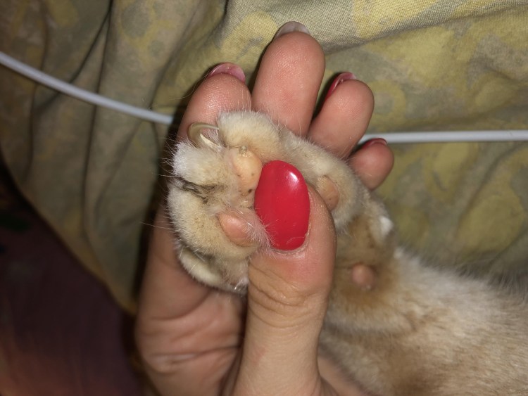 Кожный Рог у кота на подушечке
