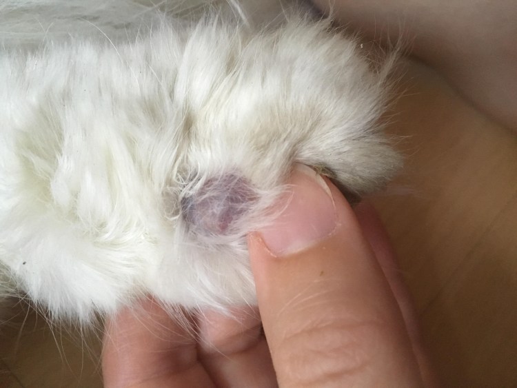 Наростыш у кота на лапе.