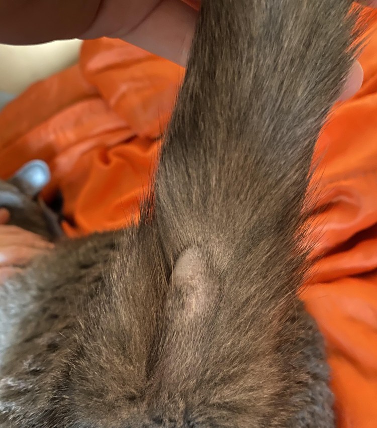 Остеохондродисплазия шотландских вислоухих кошек