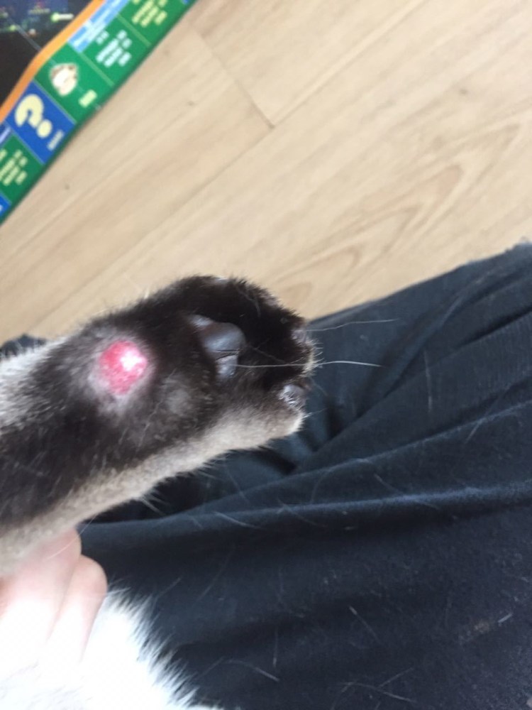 Черные пятна на подбородке у кота