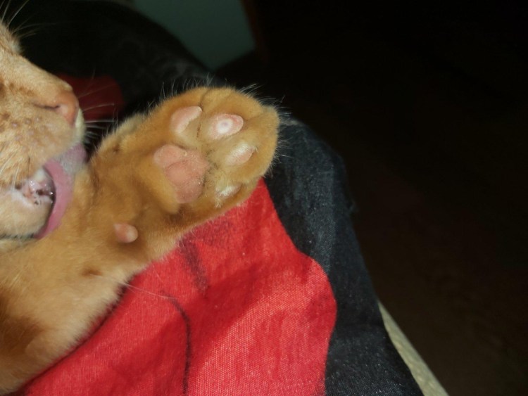 Нотоэдроз клещ кошачий