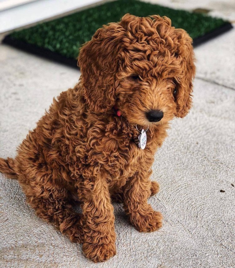 Мальтипу Фантом