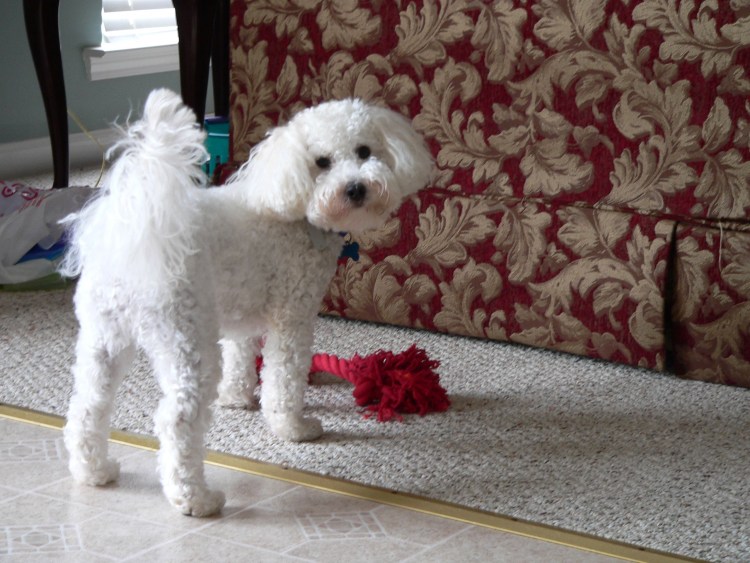 Собачки мальтипу