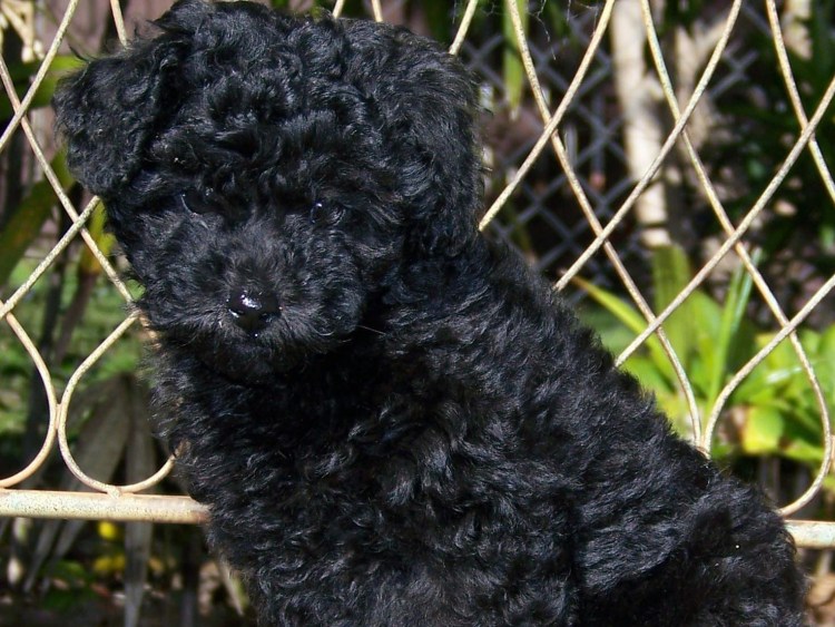 Мини пудель мальтипу