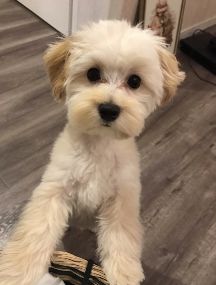 Болонка рыжая