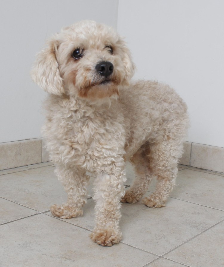 Мальтипу терьер