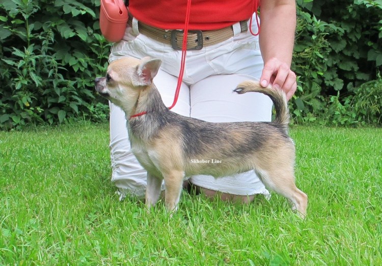 Соболиный окрас у собак