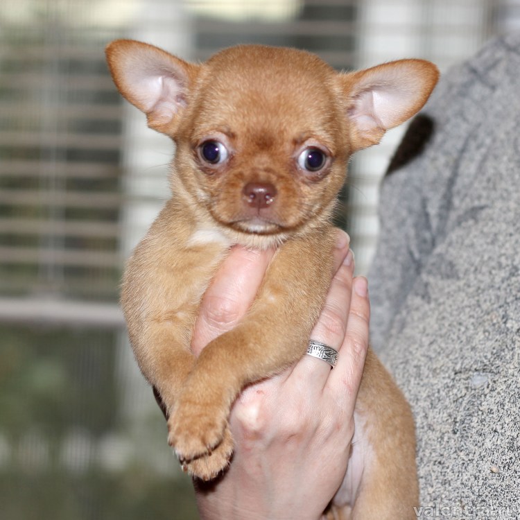 Чихуахуа рыже соболиный