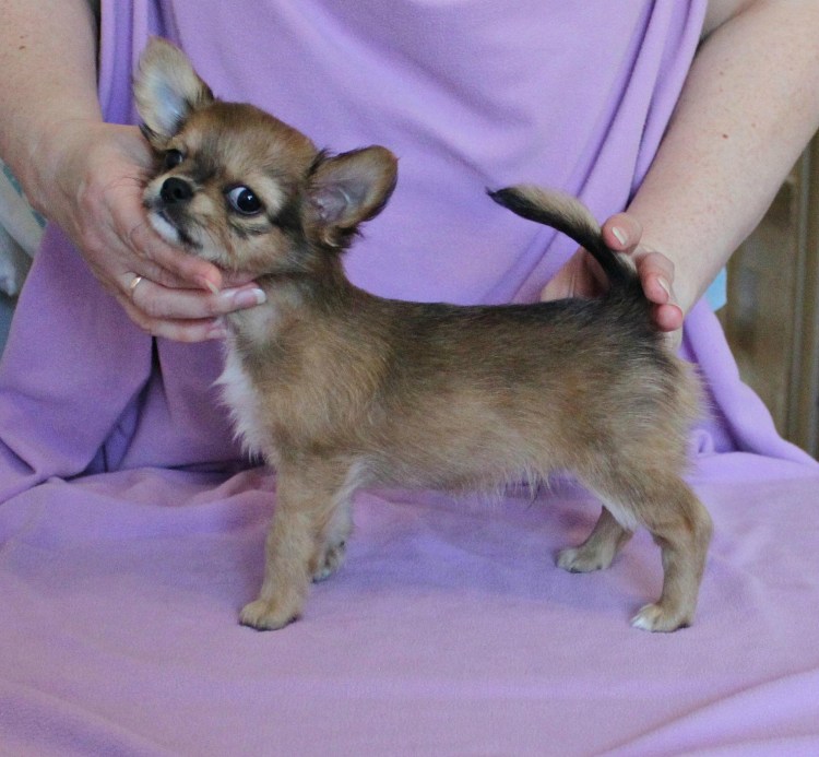 Чихуахуа окрас Соболь