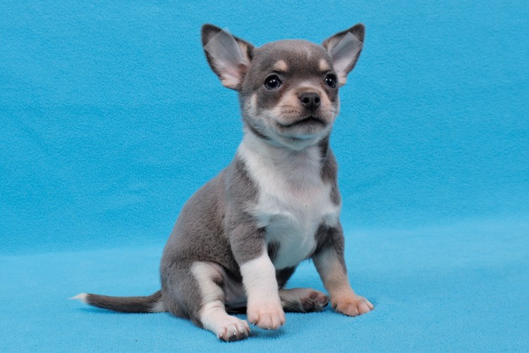 Чихуахуа палевый гладкошерстный