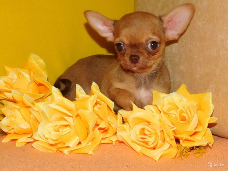 Чихуахуа мини короткошерстная