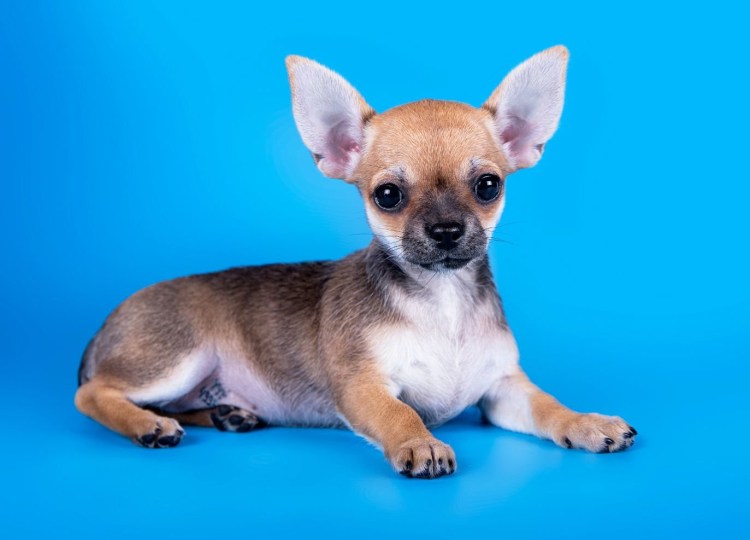Чихуахуа соболиный лиловый