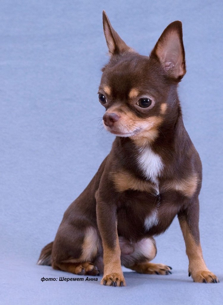 Голубо палевый чихуахуа
