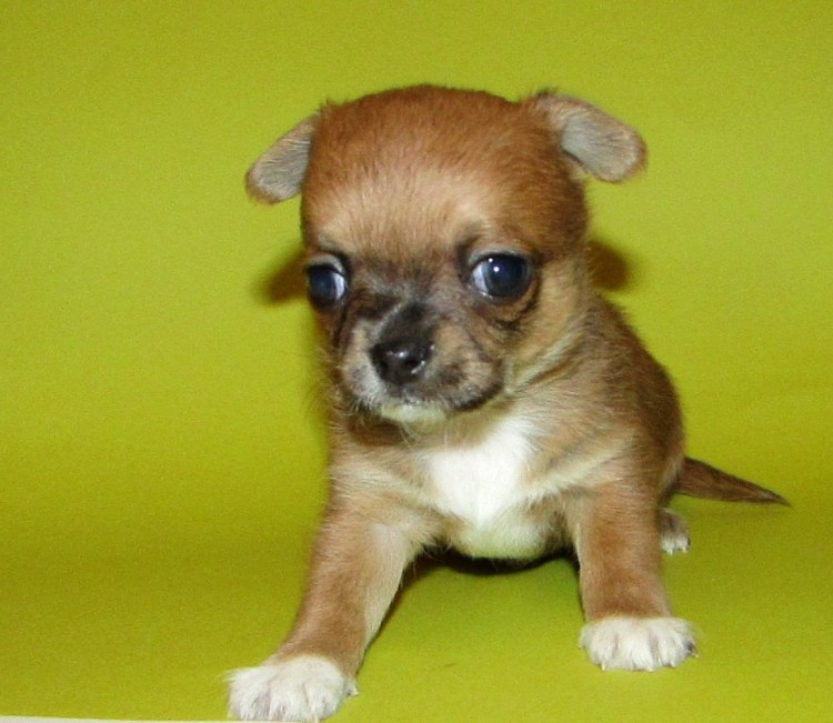 Чихуахуа гладкошерстный соболиный