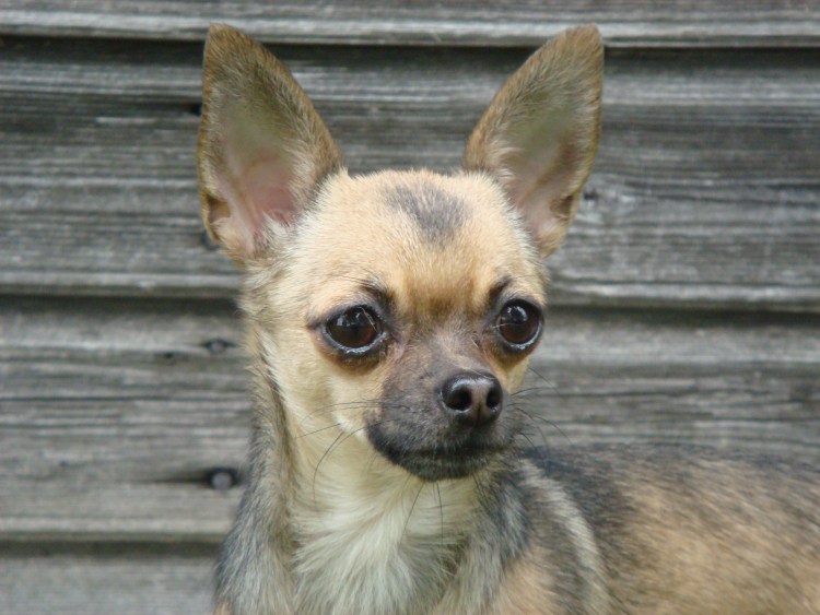 Чихуахуа рыжий Соболь гладкошерстный