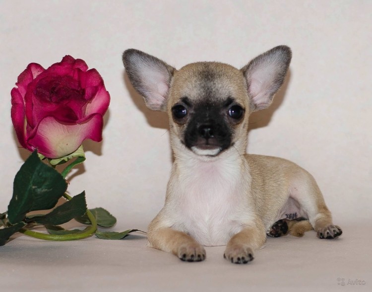 Чихуахуа палевый Соболь