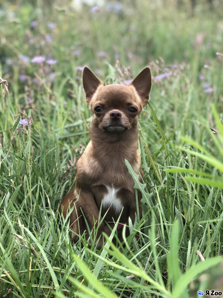 Чихуахуа мини