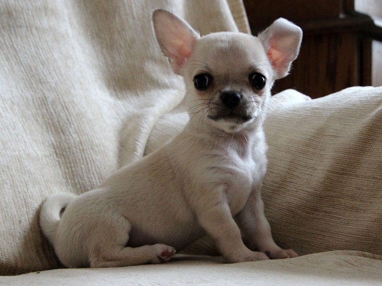 Чихуахуа соболиный