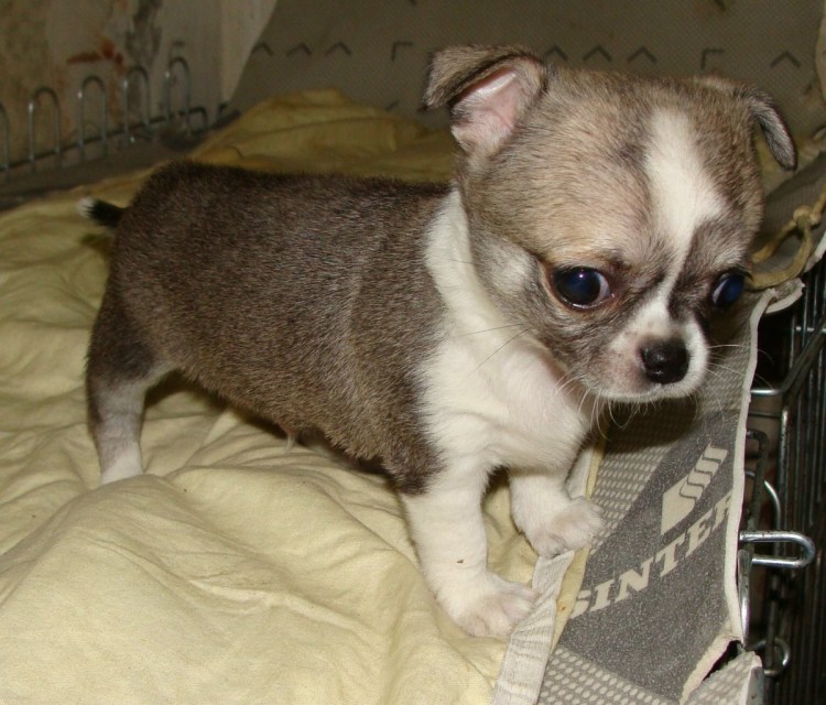 Чихуахуа соболиный окрас