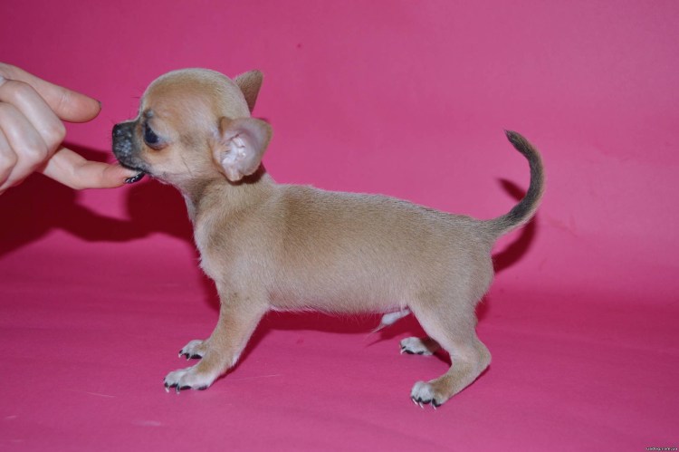 Шоколадно соболиный чихуахуа