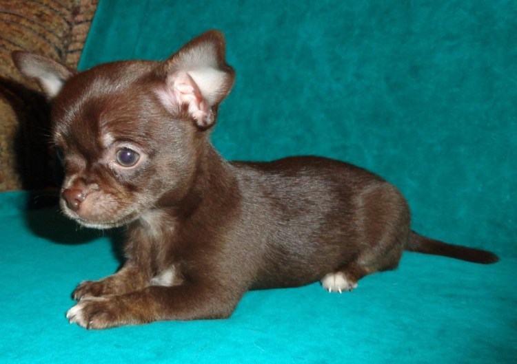 Шоколадно соболиный чихуахуа