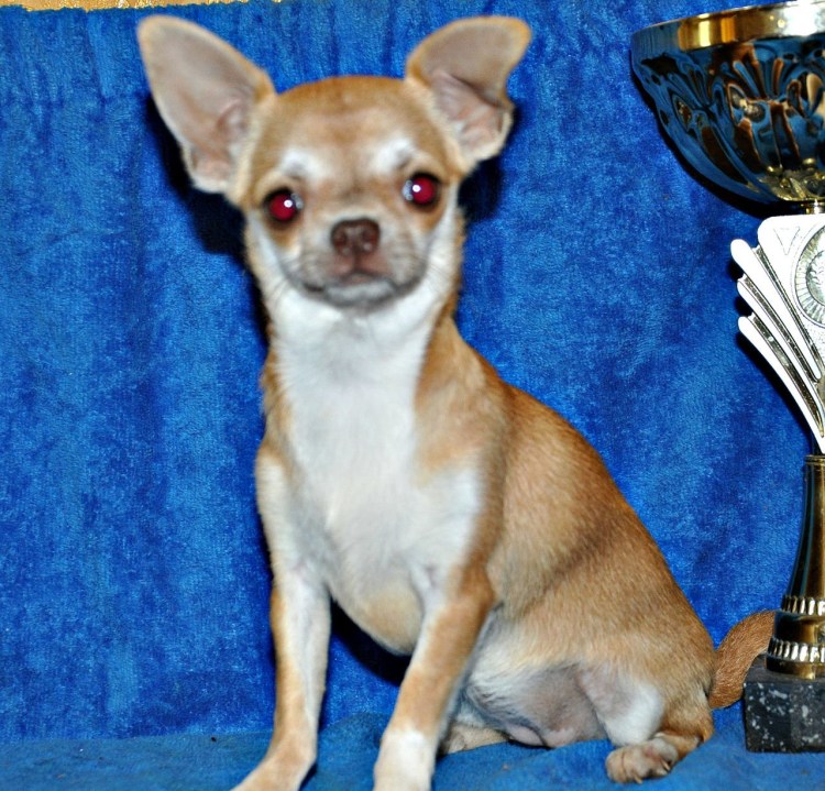 Чихуахуа соболиный окрас
