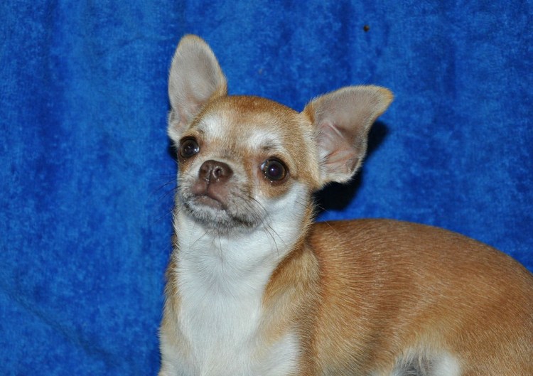 Чихуахуа соболиный