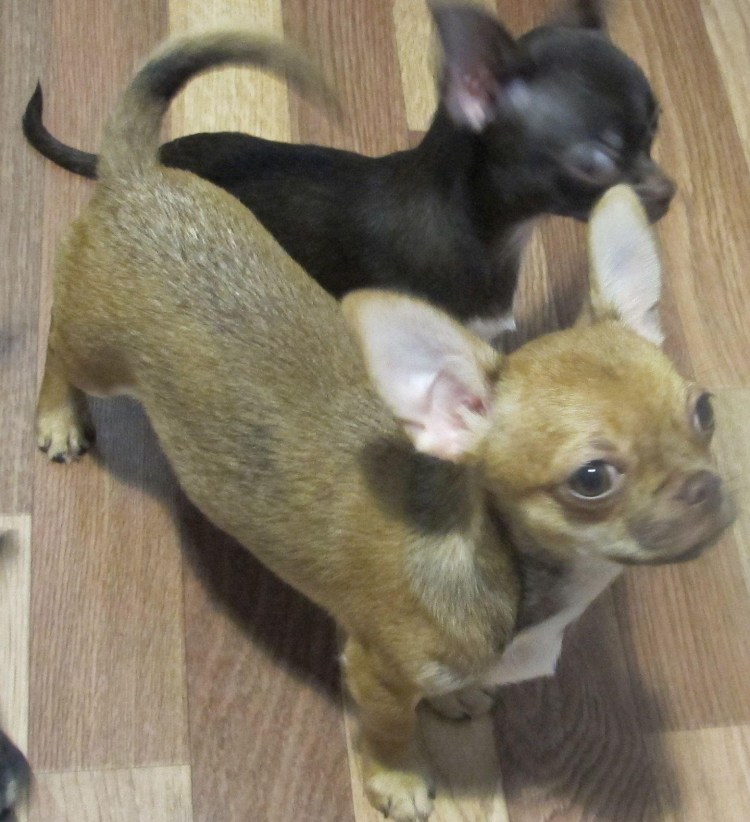 Чихуахуа голубо соболиный