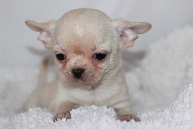 Лилово подпалый чихуахуа