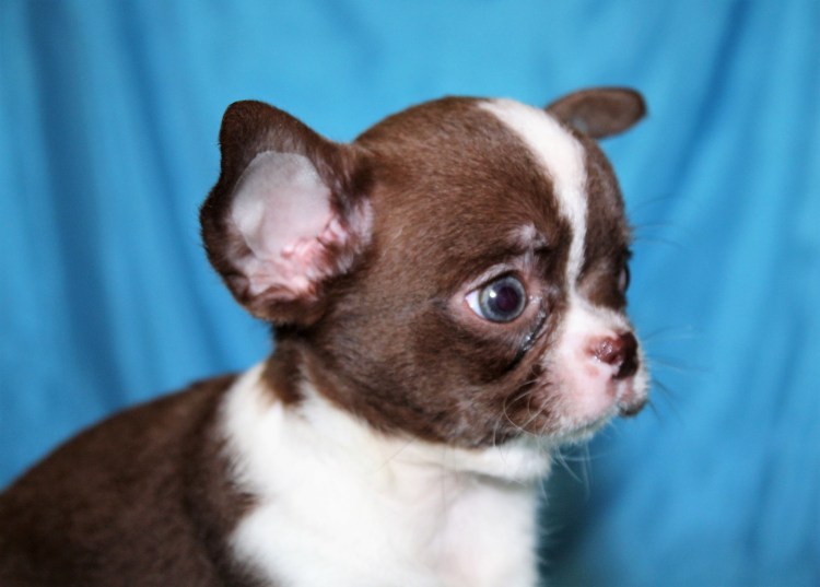 Чихуахуа палевый