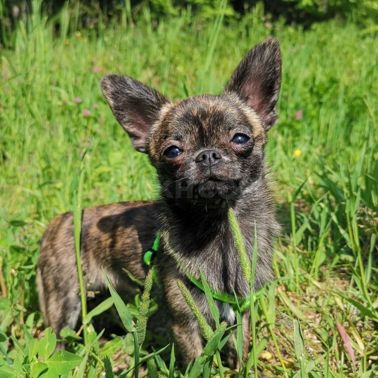 Чихуахуа мини гладкошерстные