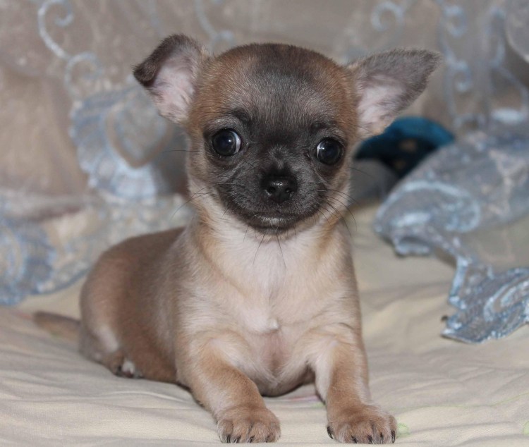Шоколадно подпалый чихуахуа